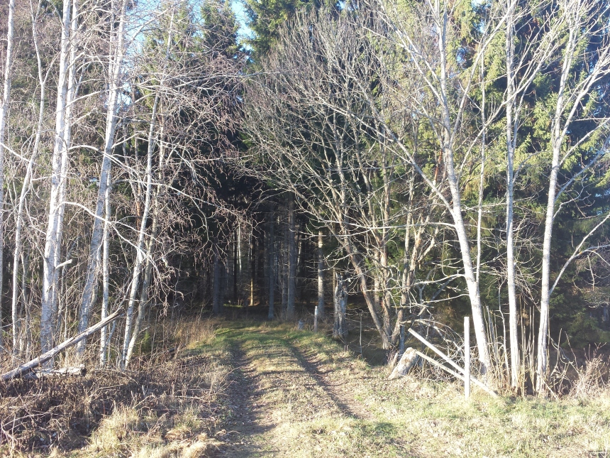 Skogsvägen in till Tullstugan där Karl Åbom föddes